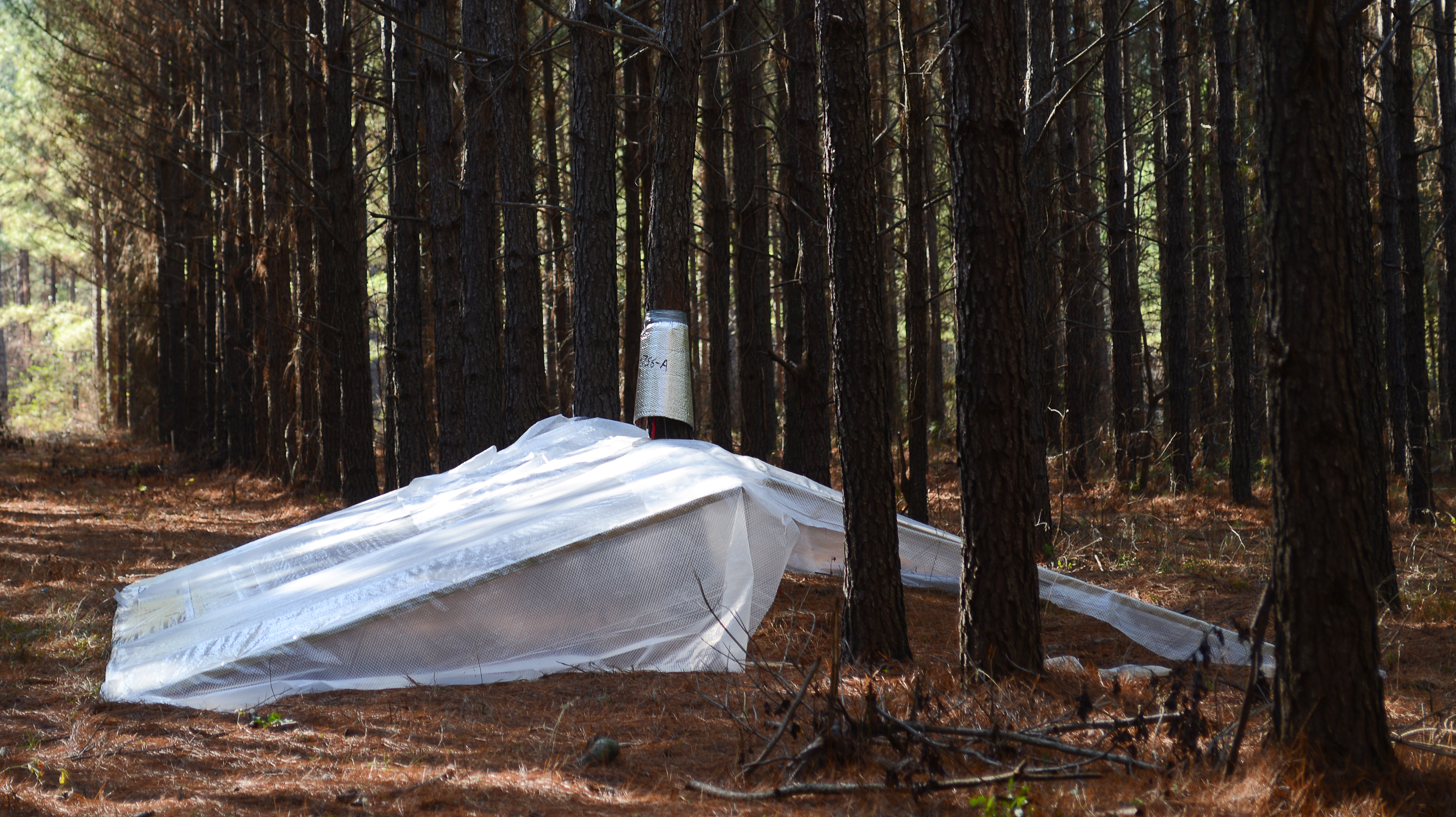 AgCenter forestry researcher studying ways to lessen drought effects 